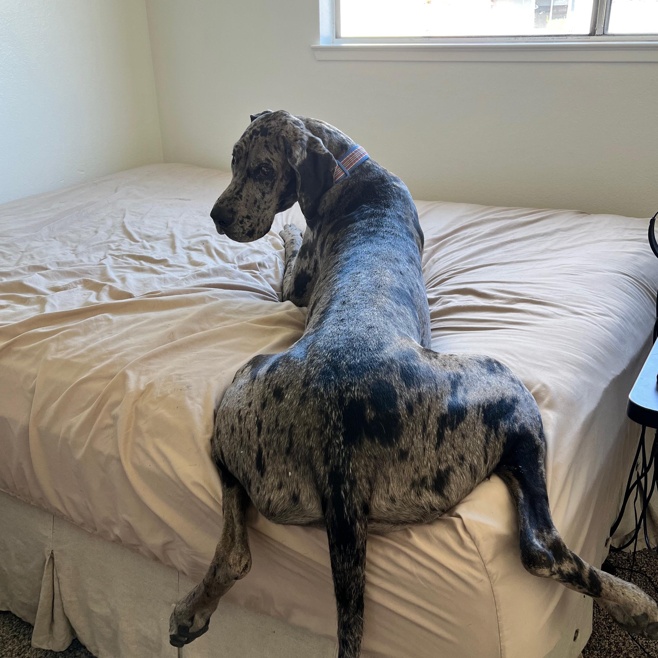 Blue's Toys and Treats Fund