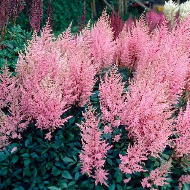 Astilbe Erika Roots (Set of 5)