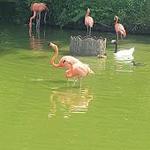 Saint Louis Zoo