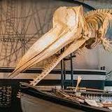 Nantucket Whaling Museum