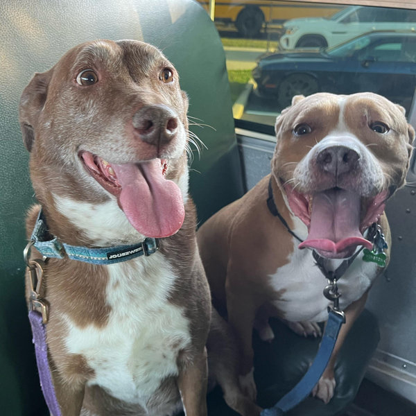 Josie and Winston treat and toy fund