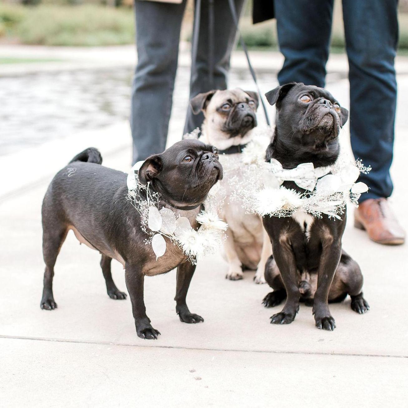 Their fur babies Luna (left), Roshi (middle) + their cousin Korben (right).