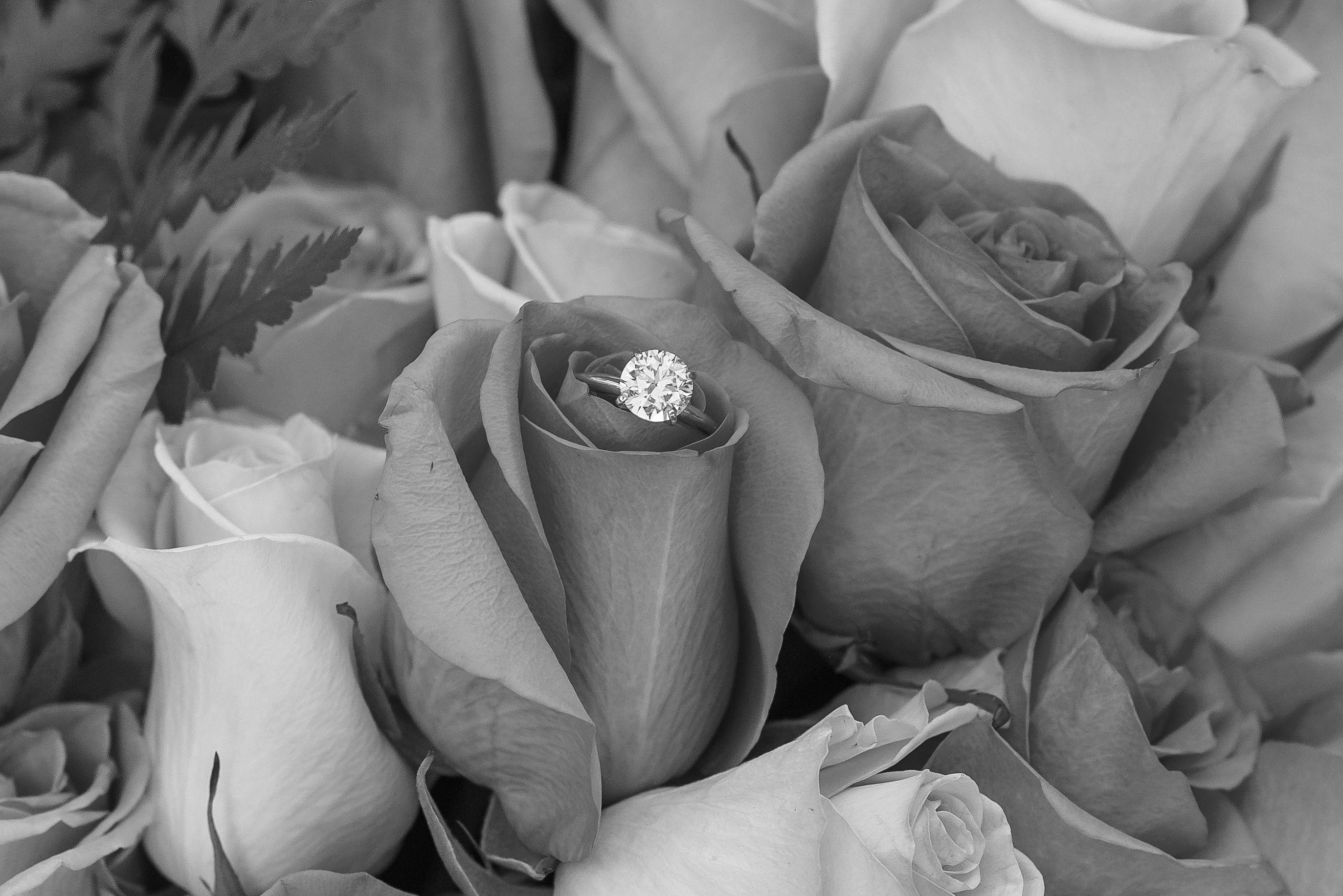 The Wedding Website of Preston Harrison and Gina DiNicola