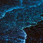 Bahía Bioluminiscente