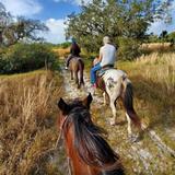 Wagon Wheel Horse Farm