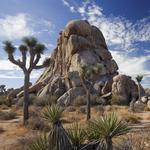 Joshua Tree National Park