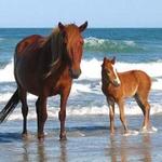 Wild Horse Adventure Tours
