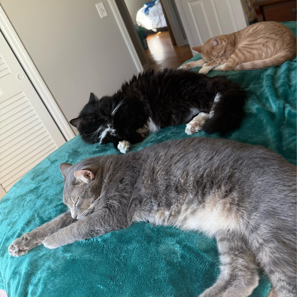 Cat sitter for our honeymoon