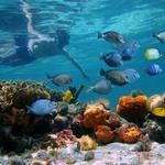 Snorkeling