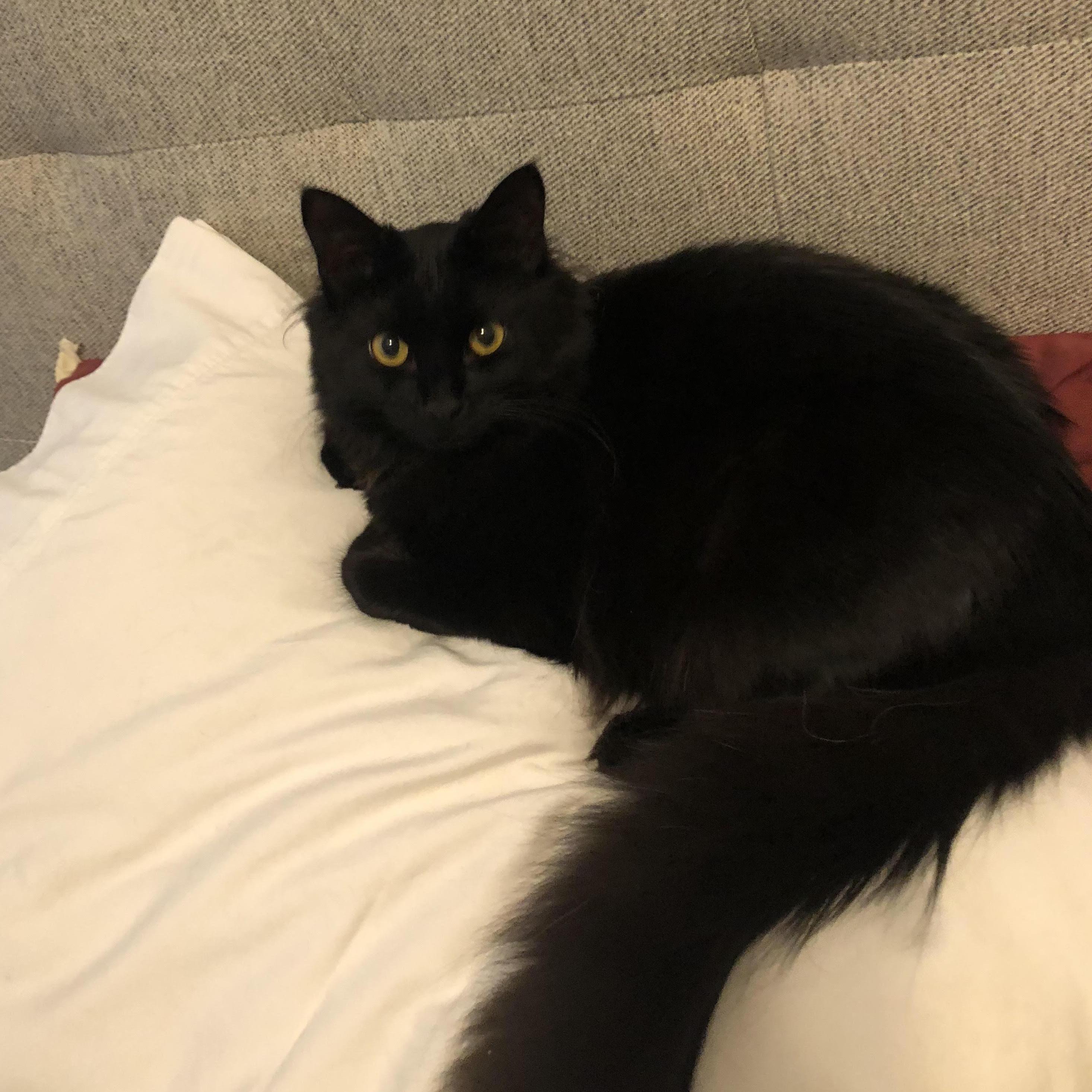 The head of our household: our cat, Lucy.