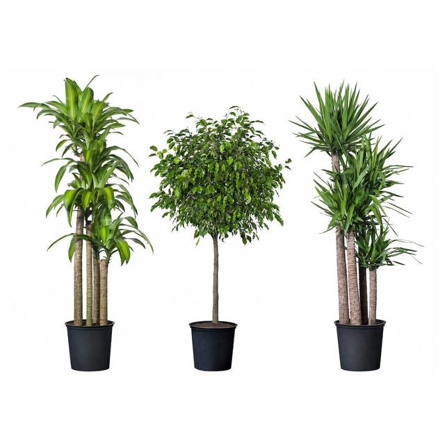 TROPISK Potted plant, tropical assorted plants 12 " ikea