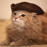 Chilling with cats: Mount Purrnon Cat Café + Wine Bar
