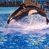 SeaWorld San Antonio