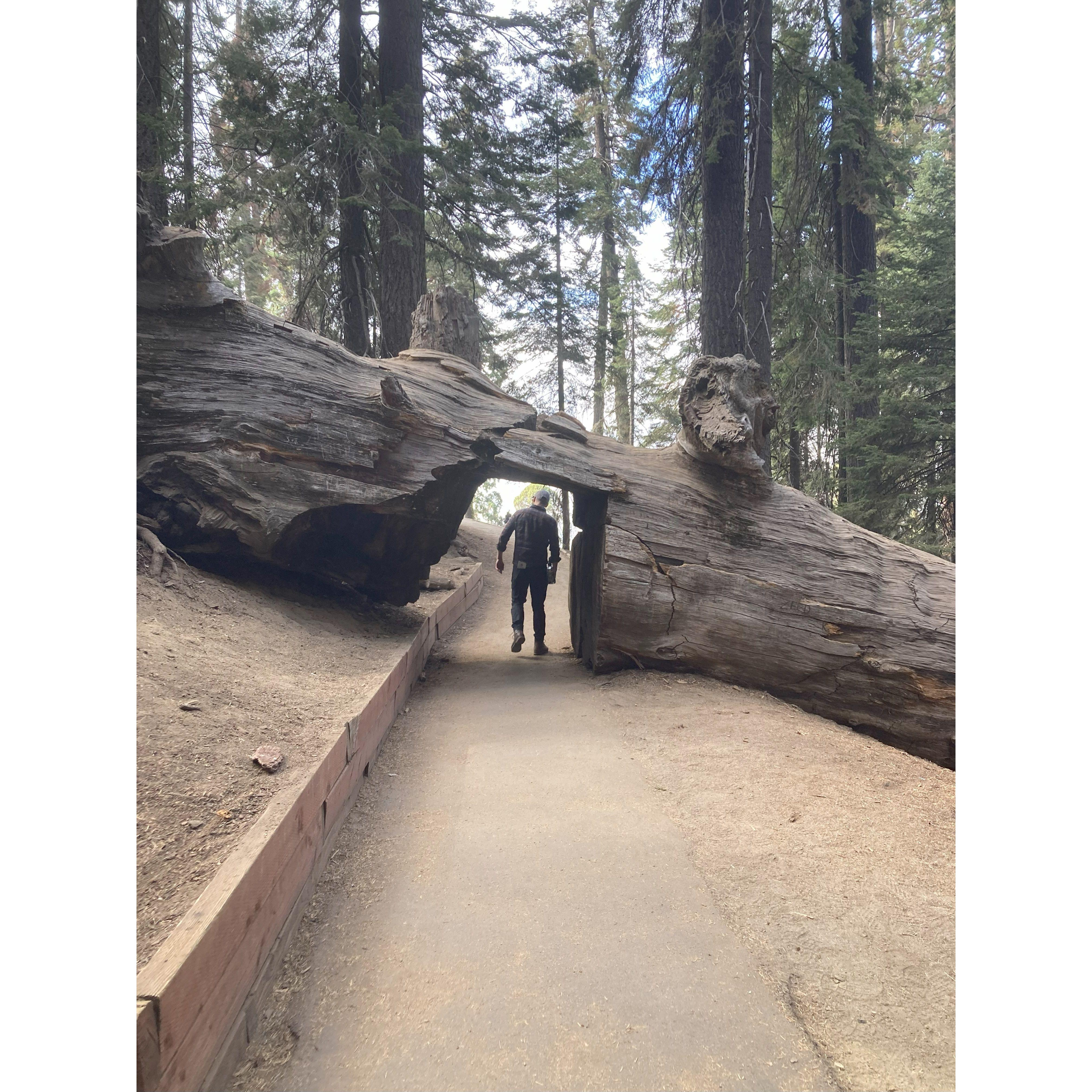 Sequoia National Park