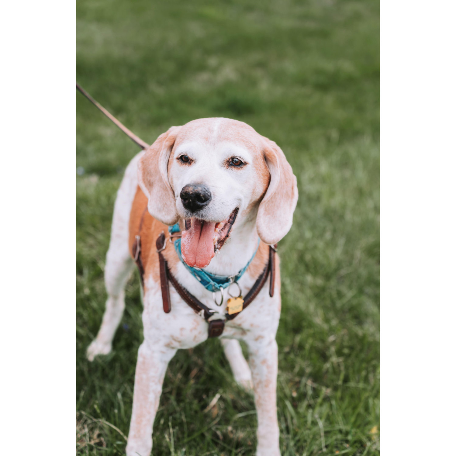 In loving memory of the best boy, who will forever be missed.
