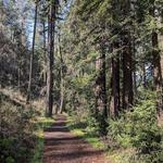 Hike: Redwood trail to Ritchey Canyon