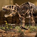 Carnegie Museum of Natural History