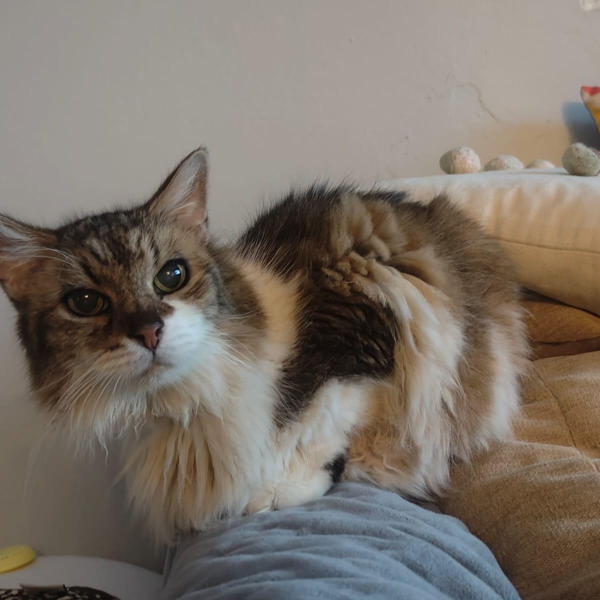 Sushi Alejandra is Yesi's Cat. She's 16 years old and now lives in our new home with Nova and Bandido.