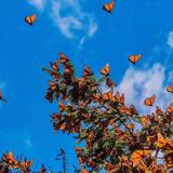 "El Rosario" Monarch Butterfly Sanctuary