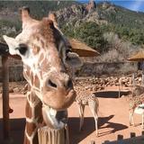 Cheyenne Mountain Zoo