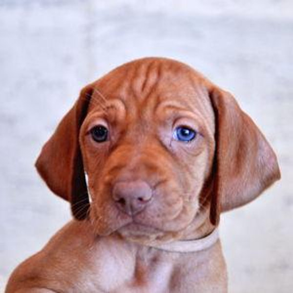 Puppy Fund