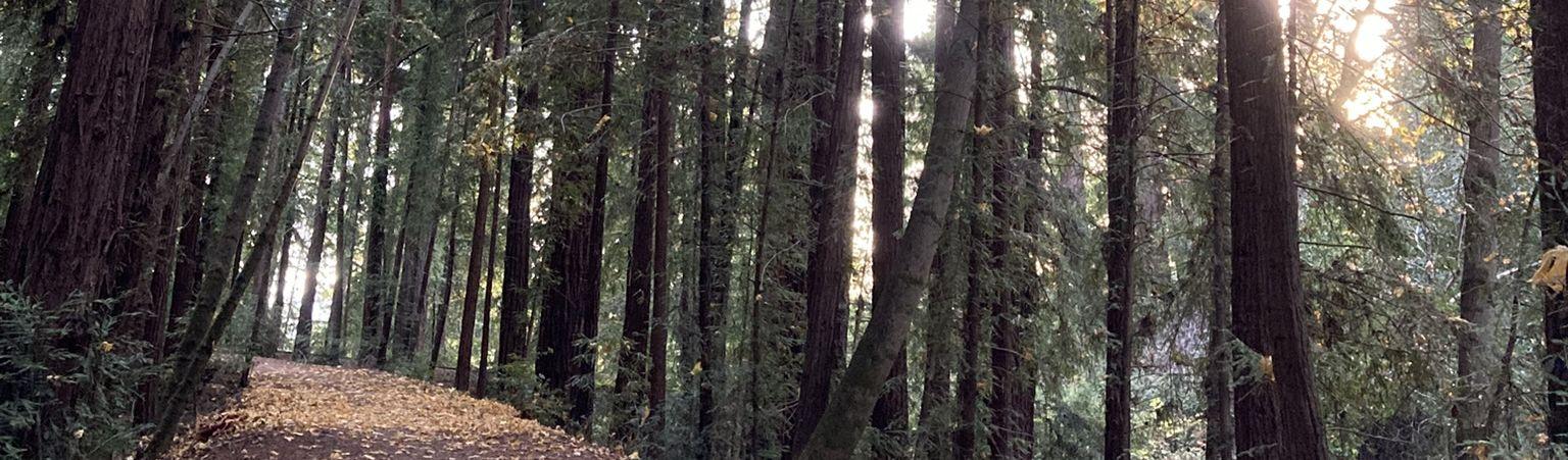 The Wedding Website of Andrea Dingeldein and Samuel Adelson