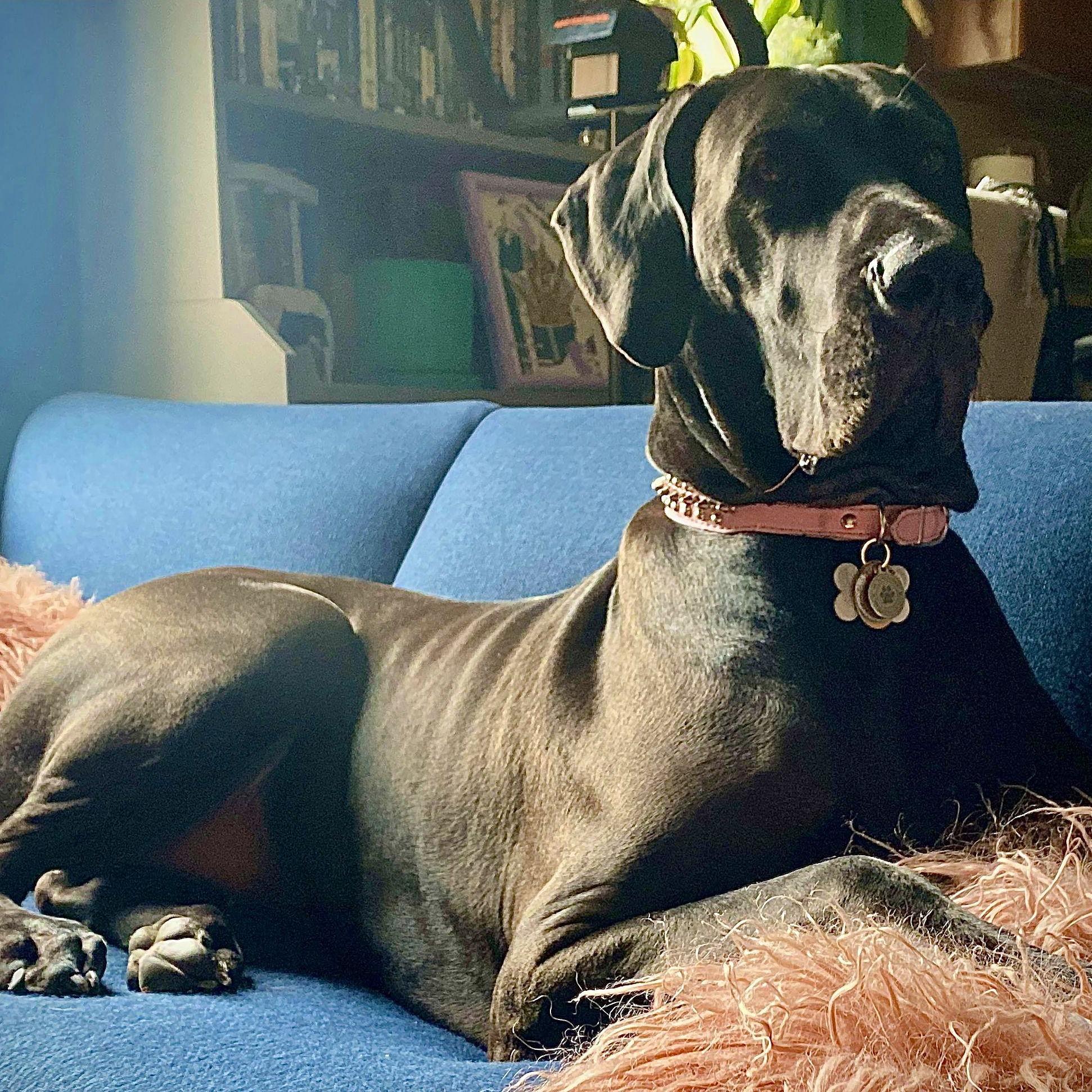 Zelda, our Great Dane.