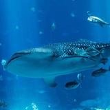 Georgia Aquarium