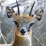 Omaha's Henry Doorly Zoo and Aquarium