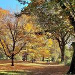 Prospect Park