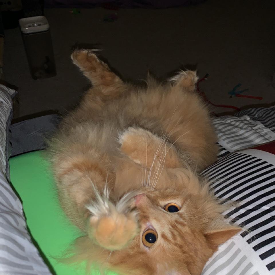 This is Hope’s cat Sassy. We also call her Oat.