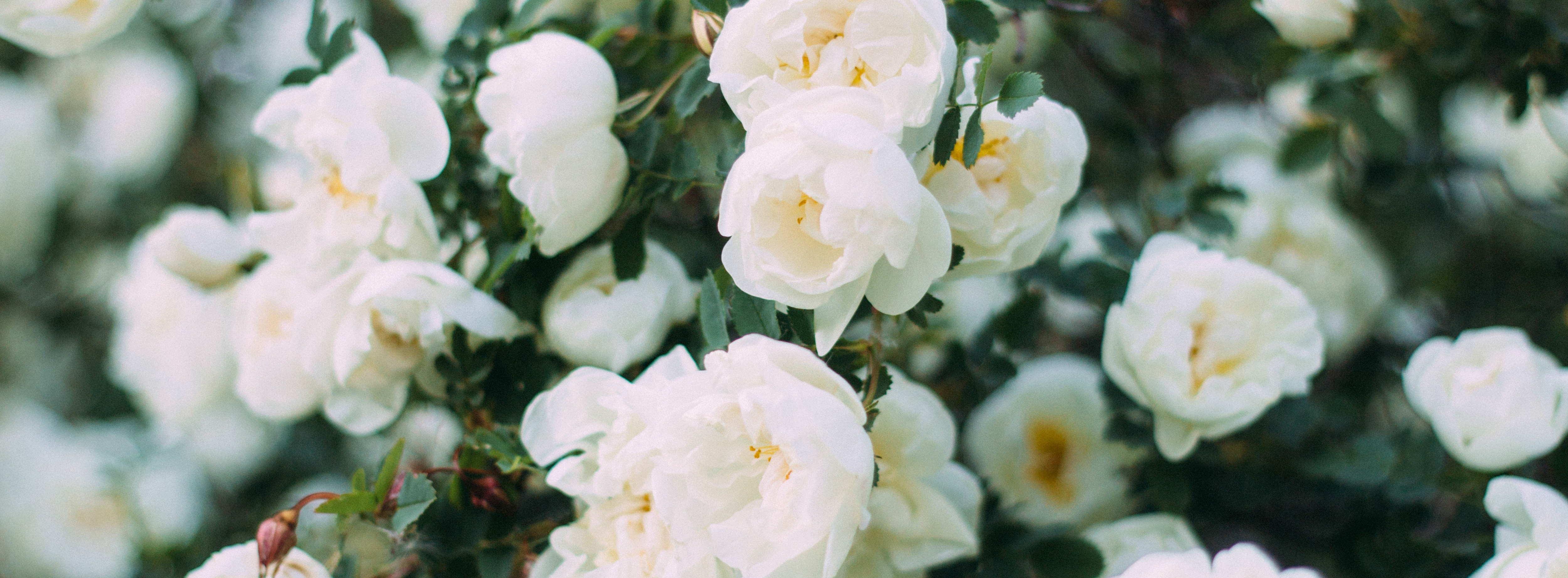 The Wedding Website of Erin Spivey and Brandon Redd
