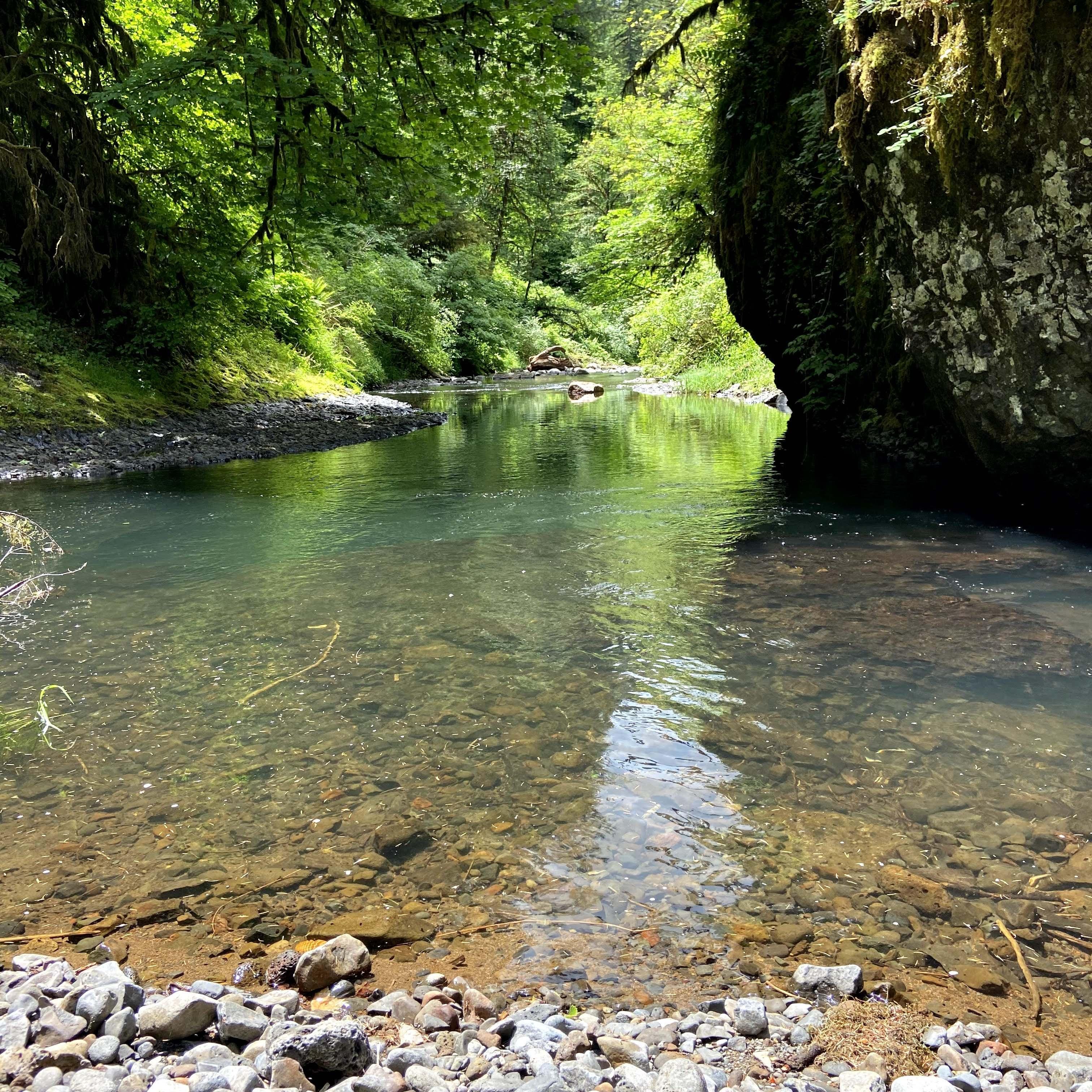 Silver Falls Hike June 2022