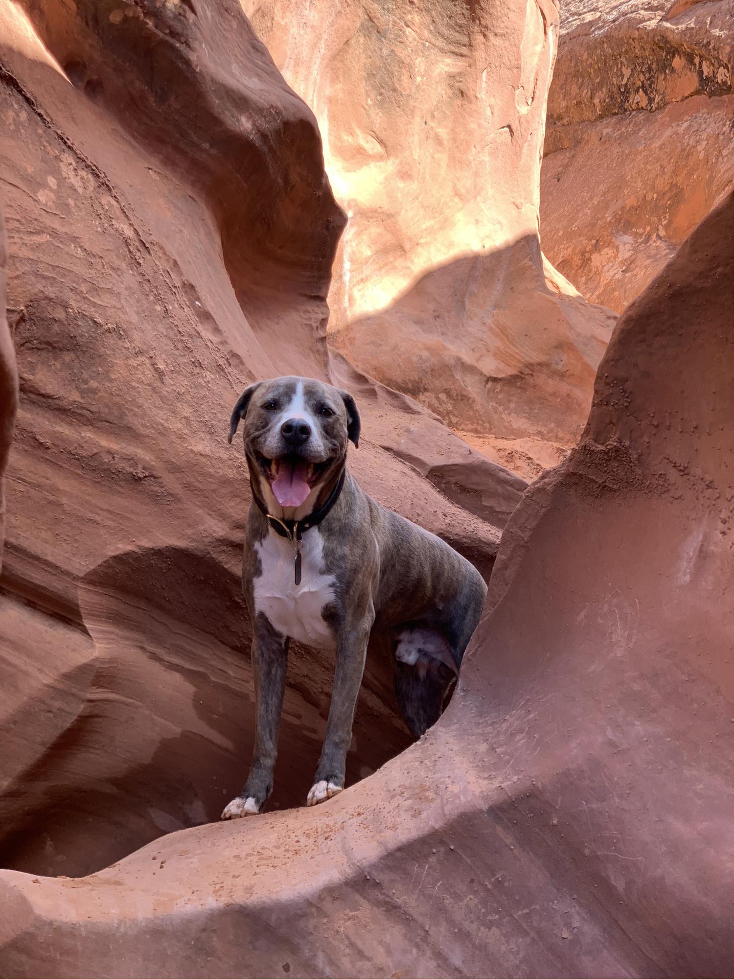 Buck conquering peek-a-boo canyon