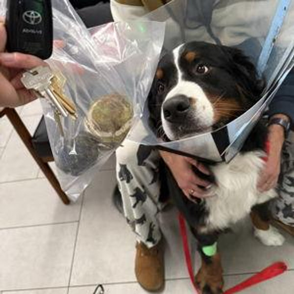 Koloa's Treats and Vet Bills