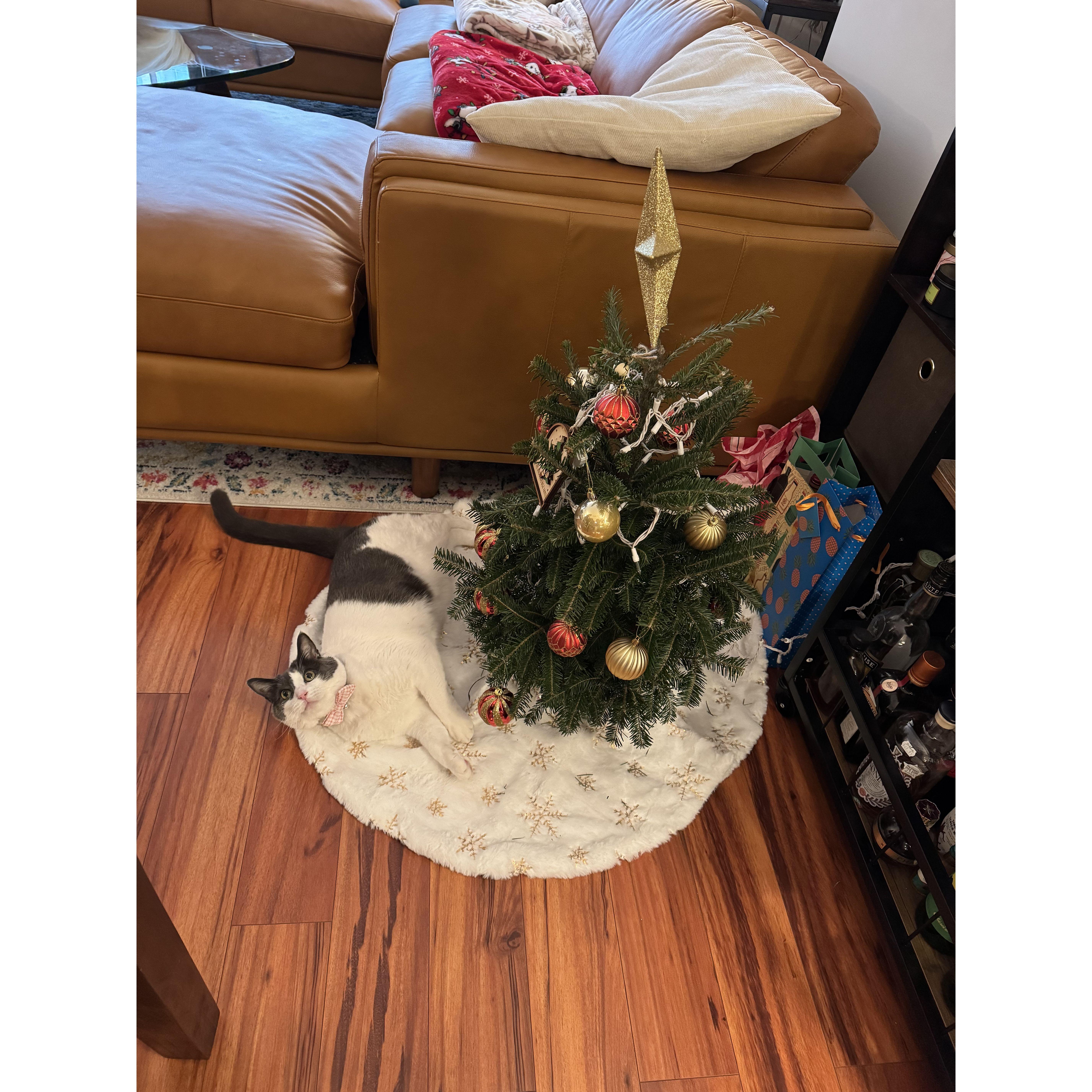 Chelsea by the tree