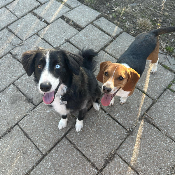 Our Dog Toy Fund