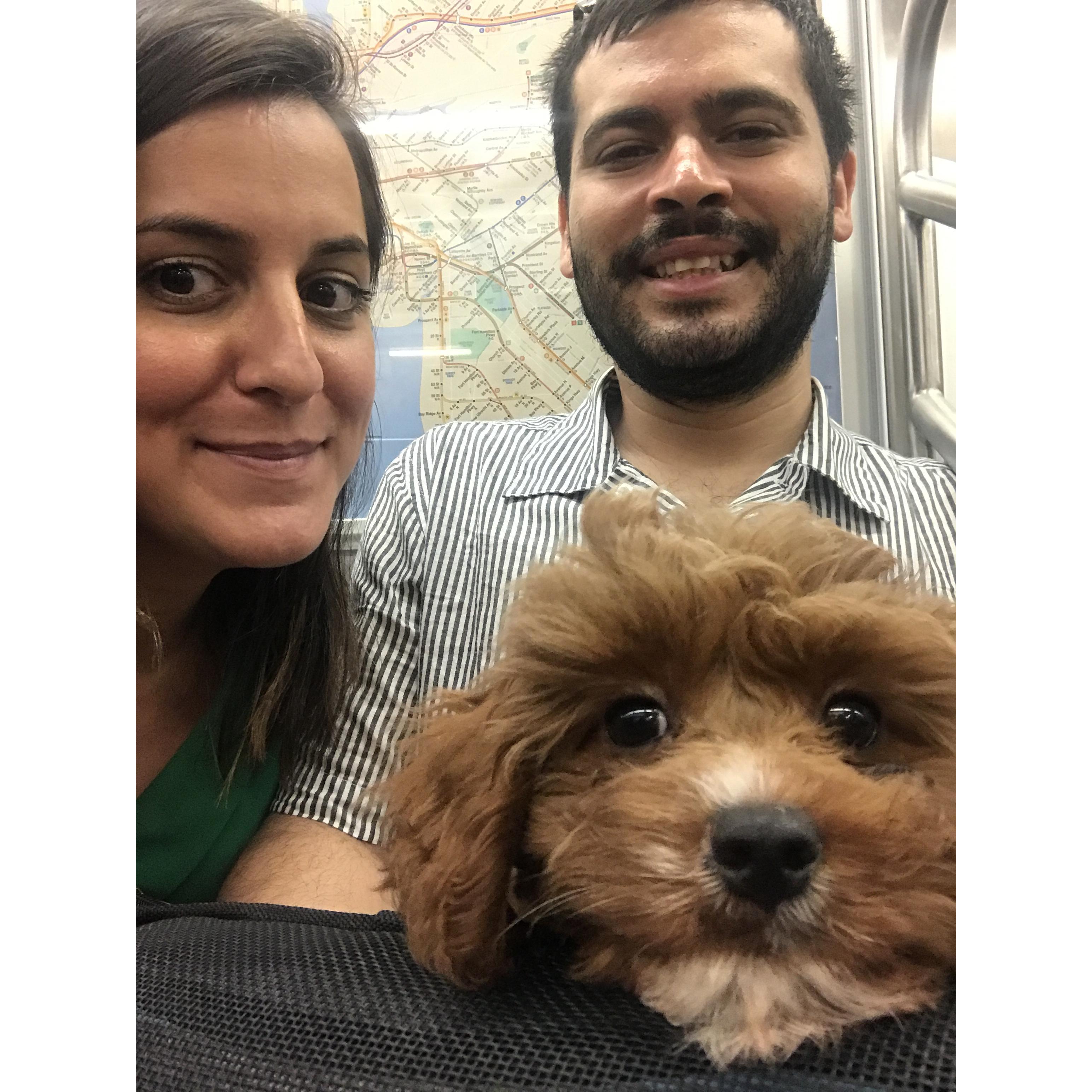New Fam Addition Meeko "El Bolo", 2019