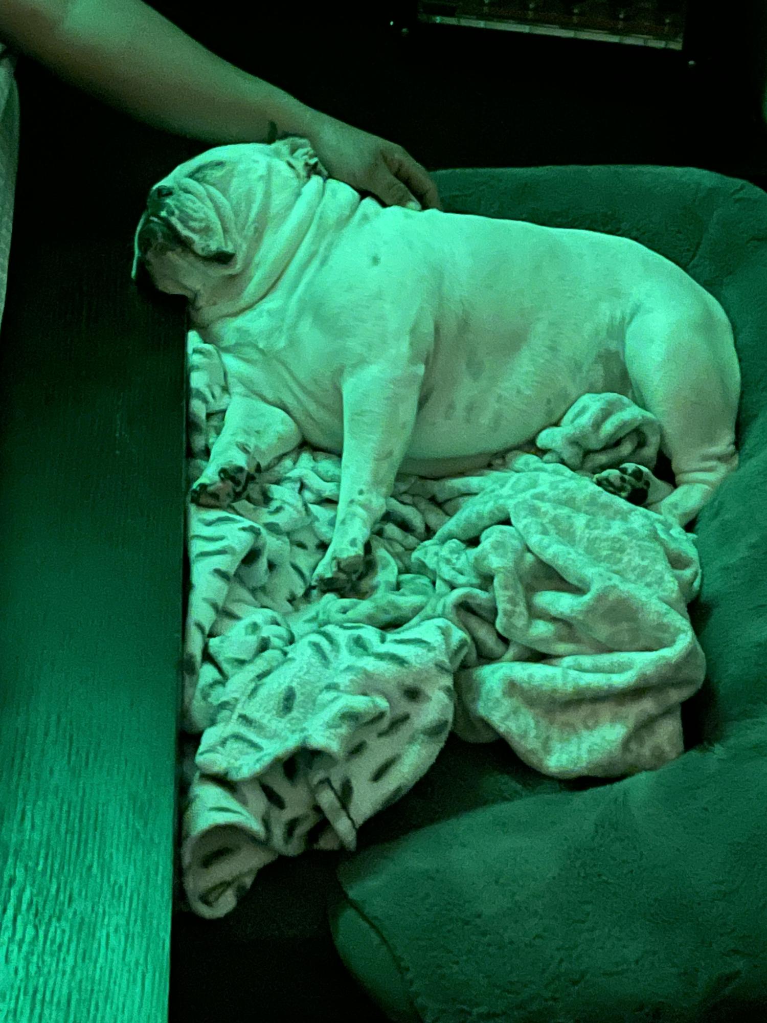 Miss Marley the 6 year old queen bee!