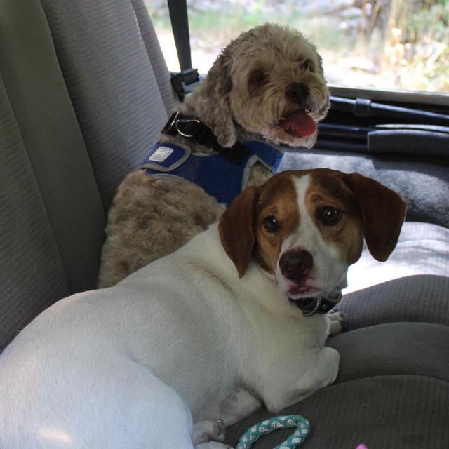 Pet Sitting for Gunner & Cooper