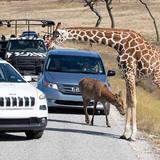 Fossil Rim Wildlife Center-Animal Discoveries