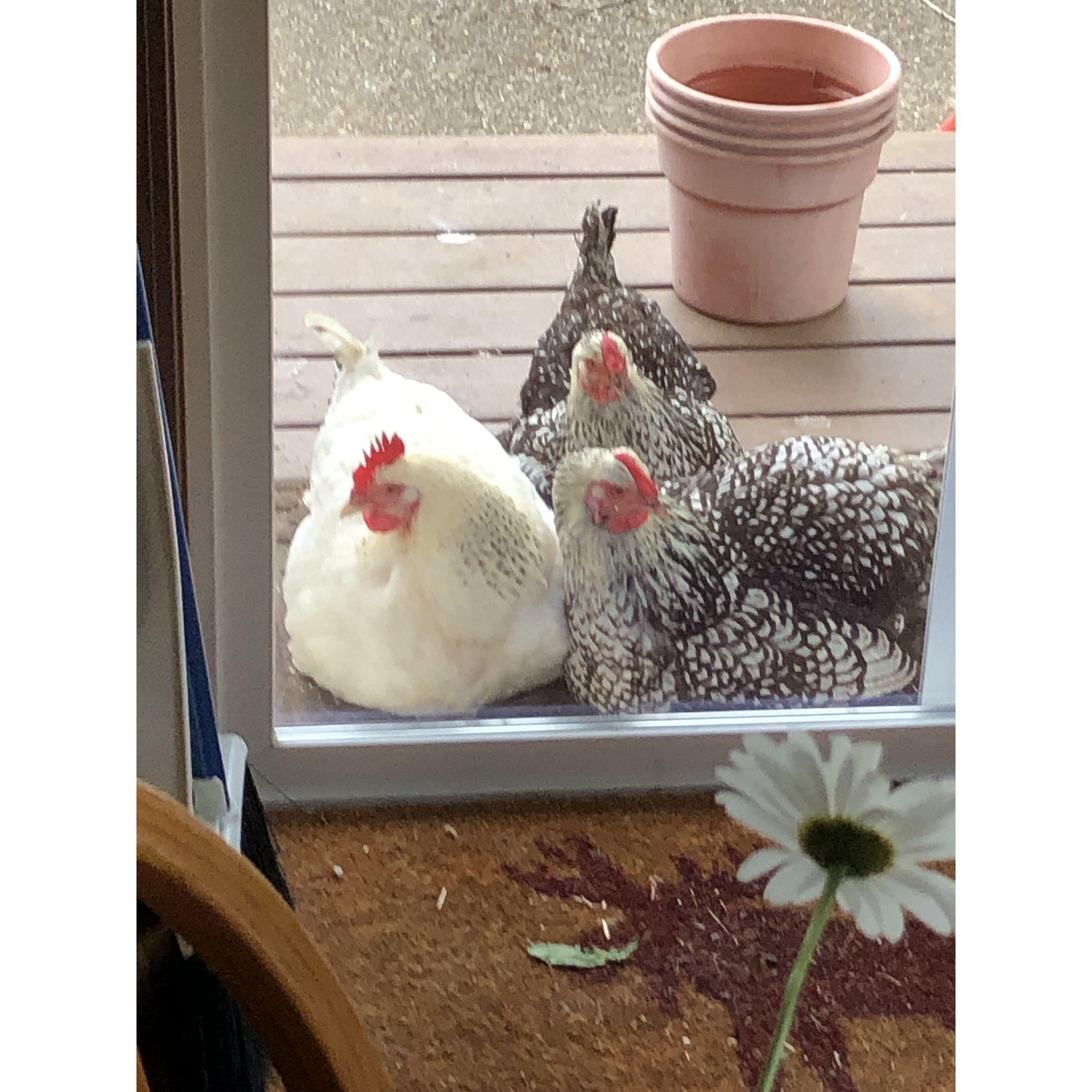 The girls