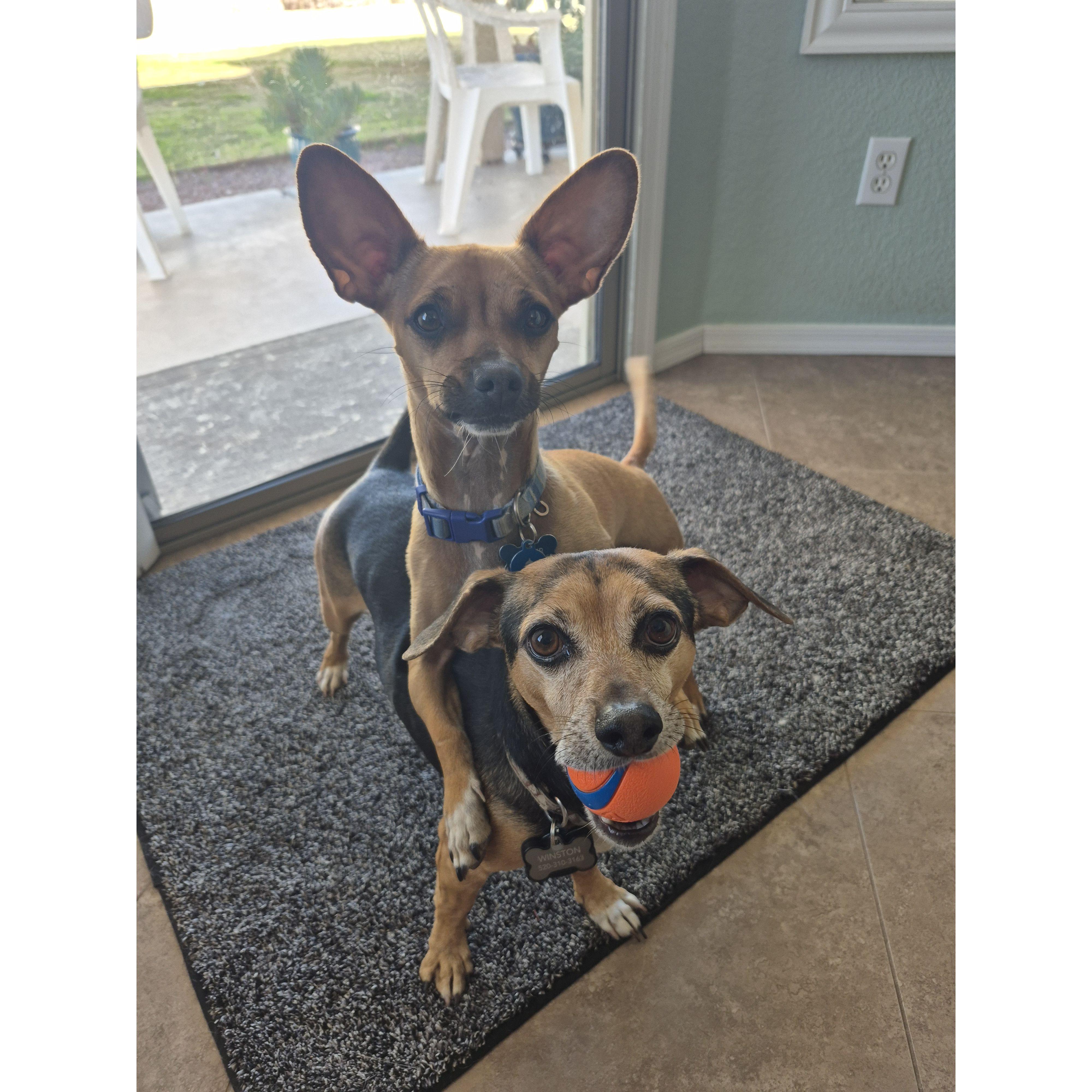 Chester (Top) 
Winston (Bottom)