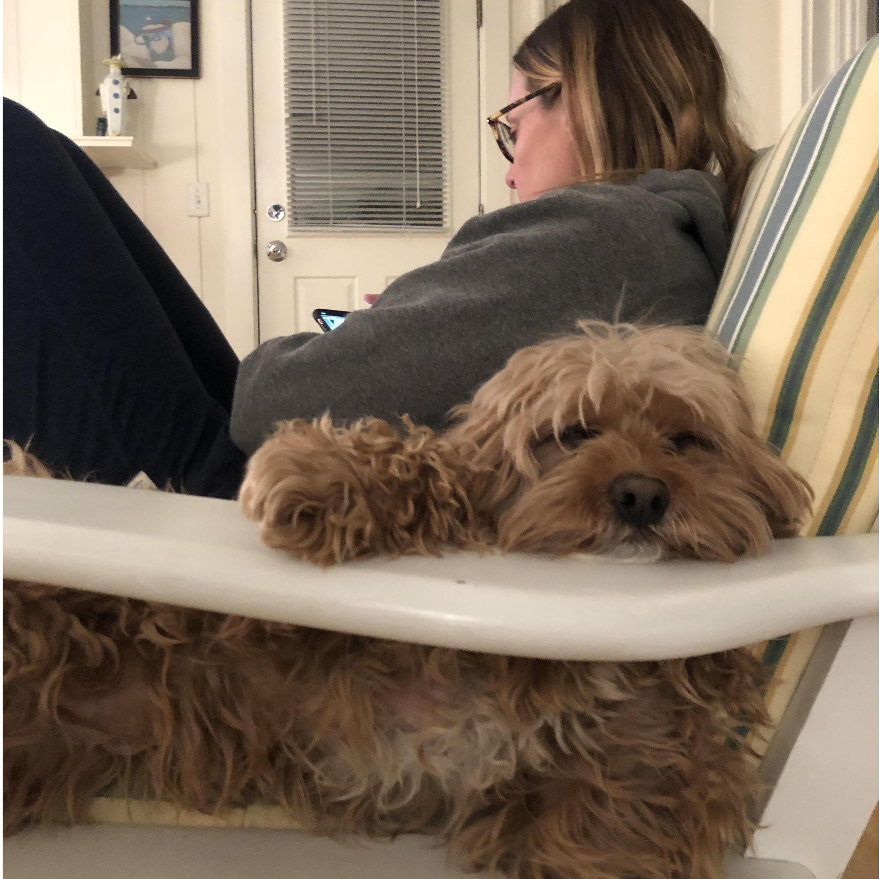 This dog can sleep anywhere.