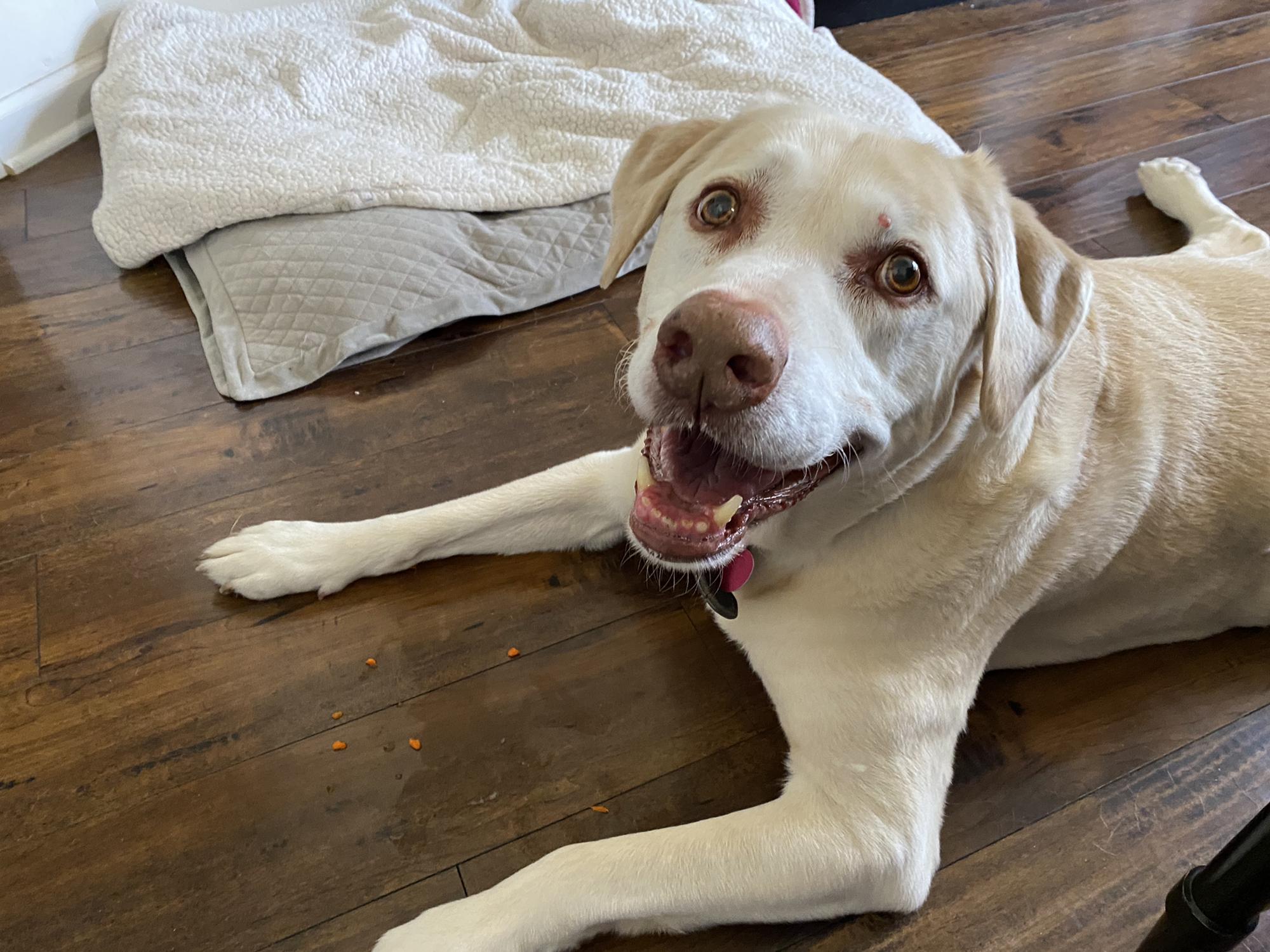 Rex, who runs our house