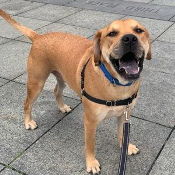 Donation to NYC Second Chance Rescue