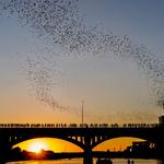 Austin Bats under the South Congress Bridge
