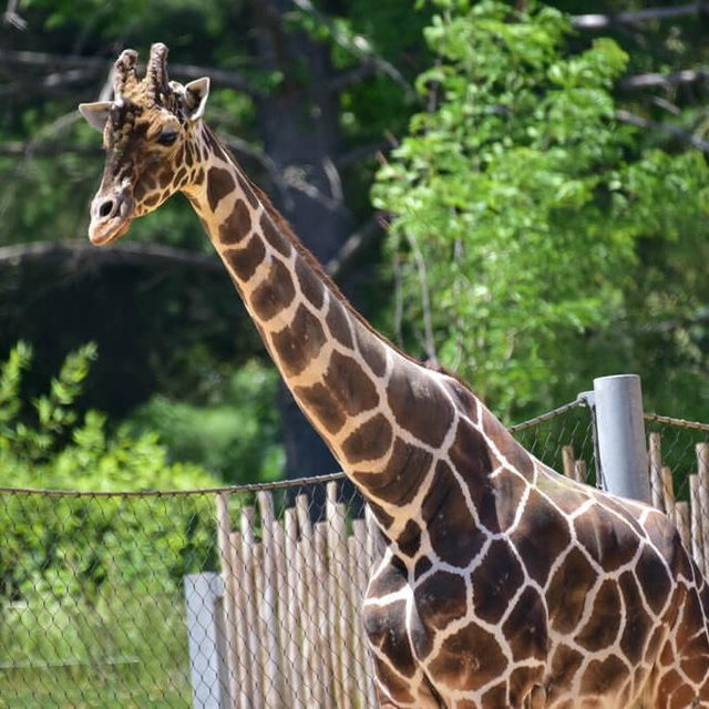 Maryland Zoo Membership for 2