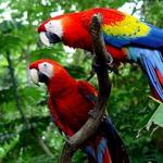 Parque Nacional Carara