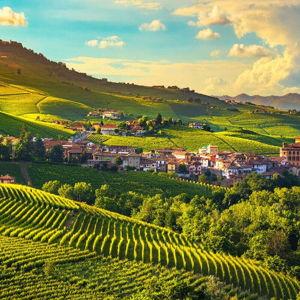 Italian Vineyard